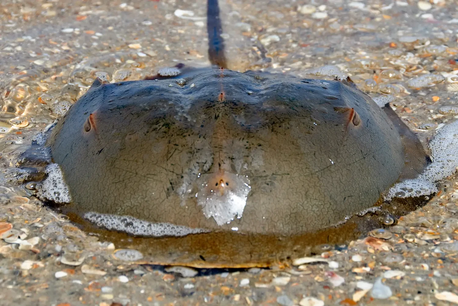 horseshoe crab
